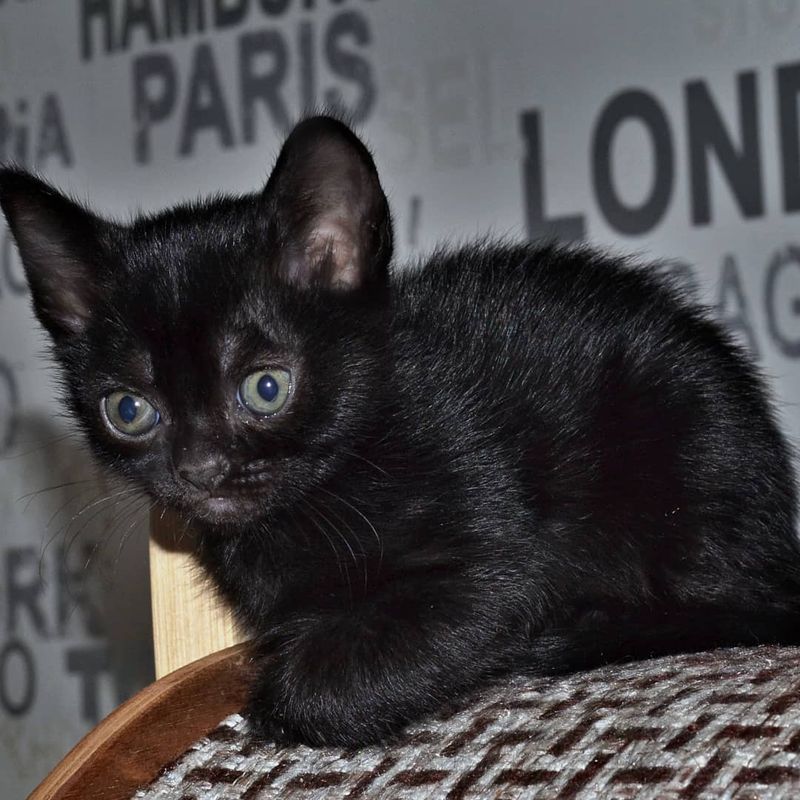 BOMBAY CATS FOR SALE